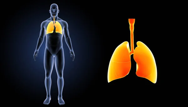 Human Heart Lungs — Stock Photo, Image