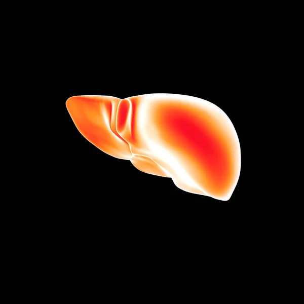 Visão do fígado humano — Fotografia de Stock