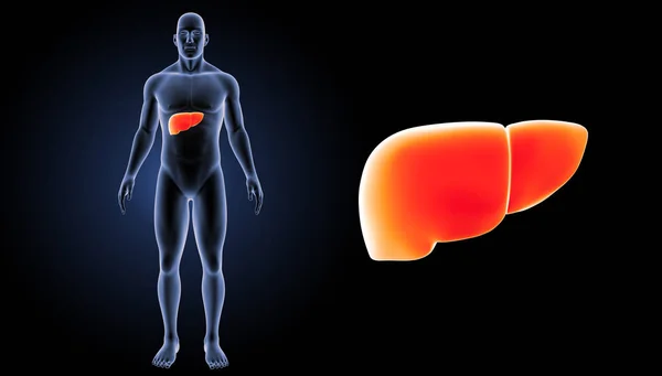 人类肝脏视图 — 图库照片