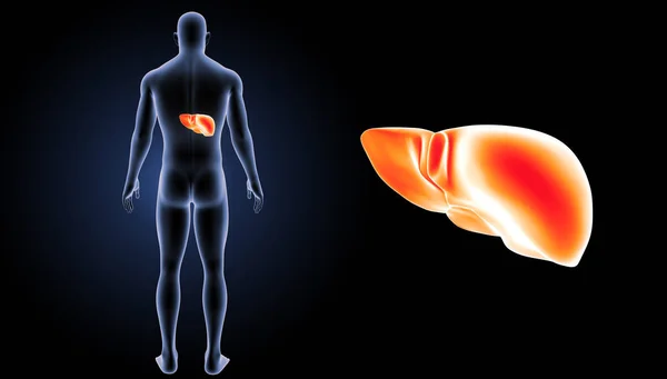 Human liver view — Stock Photo, Image