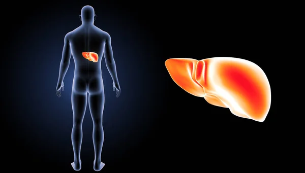Menselijke lever weergave — Stockfoto
