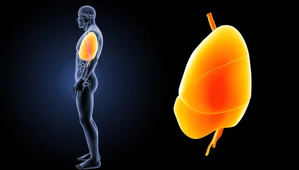 Pulmones del corazón humano — Foto de Stock