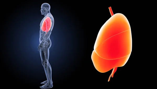 Pulmones del corazón humano — Foto de Stock