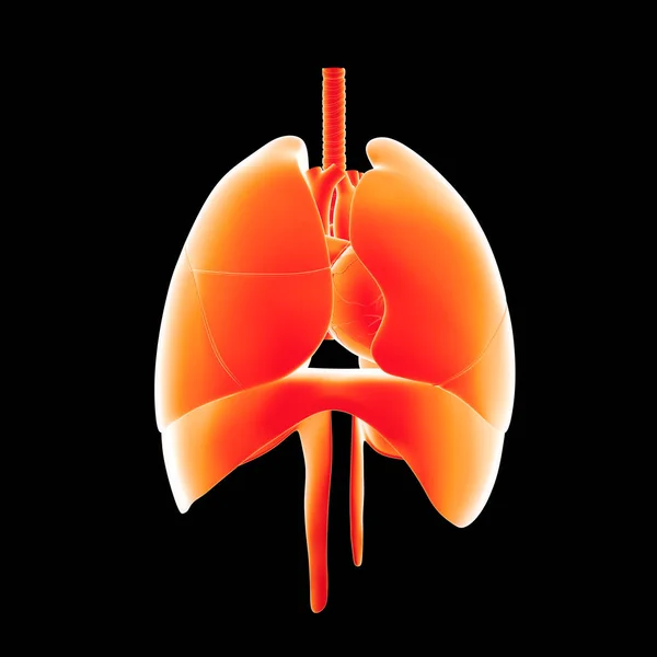 人类的心肺 — 图库照片