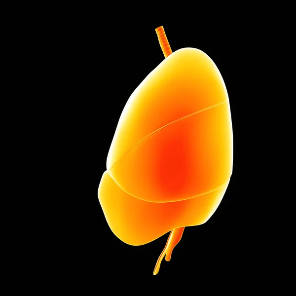 Pulmones humanos 3d ilustración — Foto de Stock