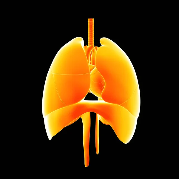 带隔膜侧视图的人类肺 — 图库照片