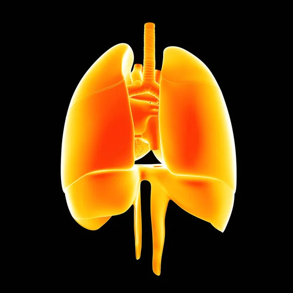 Human Heart Lungs — Stock Photo, Image