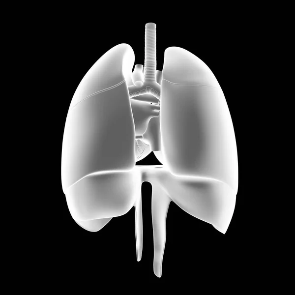 Płuca ludzkie serce — Zdjęcie stockowe