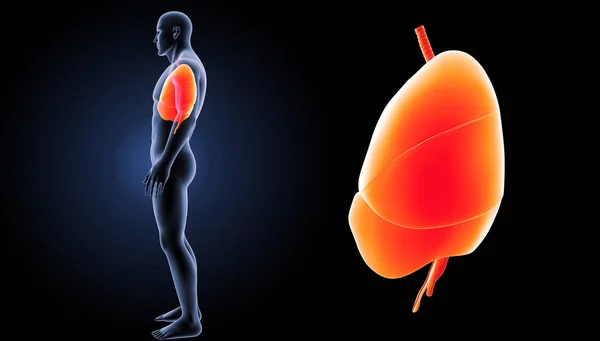 Human Lungs. 3d illustration — Stock Photo, Image