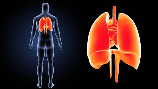 Pulmones del corazón humano — Foto de Stock