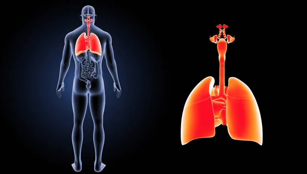 人类呼吸道系统 — 图库照片