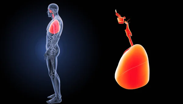 Insan solunum sistemi — Stok fotoğraf