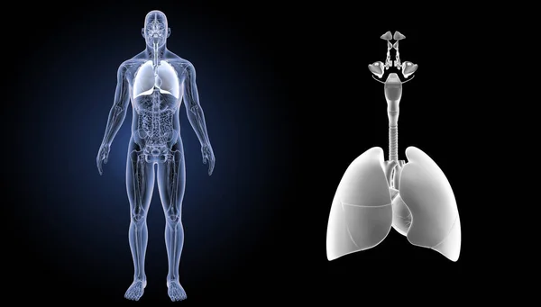 Sistema respiratorio humano — Foto de Stock