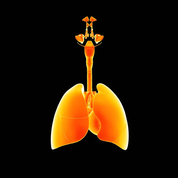 Human Respiratory system — Stock Photo, Image