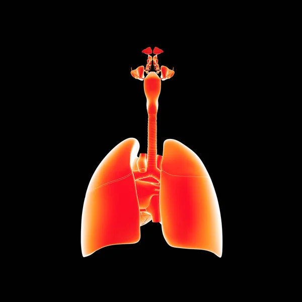 Lidský dýchací systém — Stock fotografie
