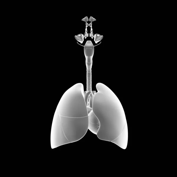 Sistema respiratorio humano — Foto de Stock