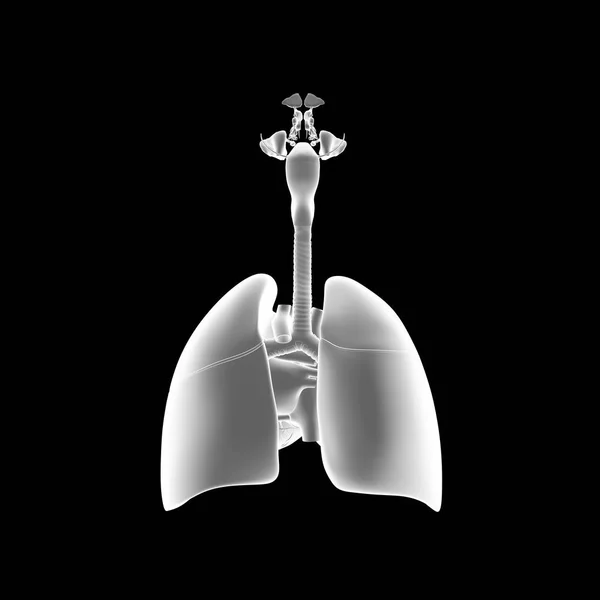 Menschliches Atemsystem — Stockfoto