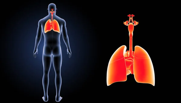 Sistema respiratorio humano — Foto de Stock