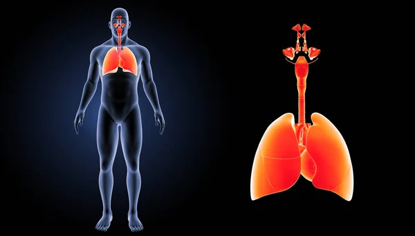 Human Respiratory system — Stock Photo, Image