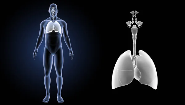 Układ oddechowy człowieka — Zdjęcie stockowe