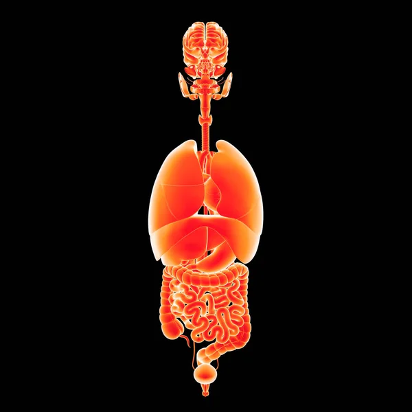Lidské orgány zobrazení — Stock fotografie