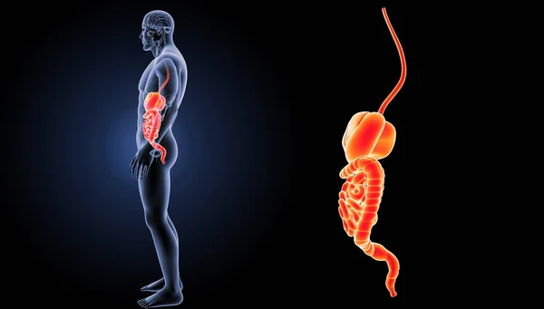 Human digestive system — Stock Photo, Image