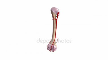 Humerus ligamentler ve damar