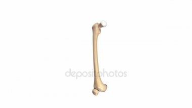 Femur kemik yapısı