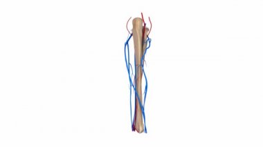 Radius ve Ulna atar ve toplar damarlardaki sistemi
