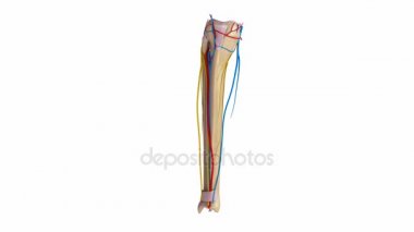 Tibia ve Fibula, damar, damar kasları 