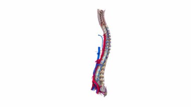 Vertebra omurga, kasları arterler
