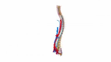 Vertebra omurga, kasları arterler