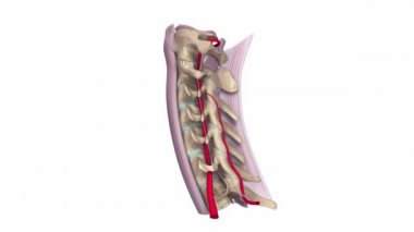 Servikal Omurga ligament ve damar