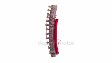 Torasik omurga ligament ve damar