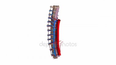 Torasik omurga ligament, atar ve toplar damarlardaki