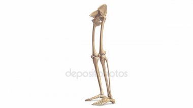 Alt ekstremite kemik yapısı