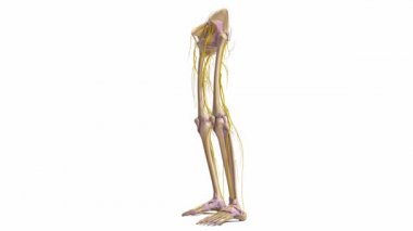 Alt ekstremite kasları ve sinirleri