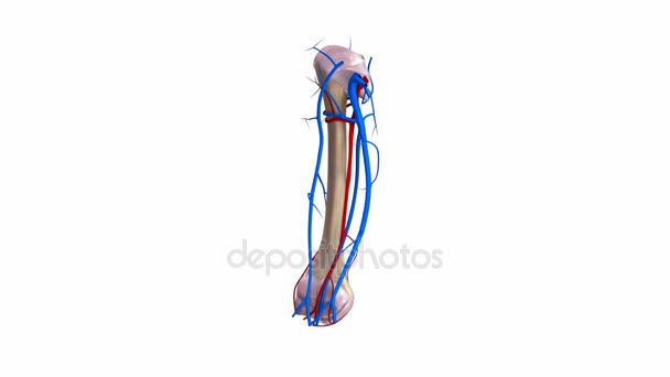 Ligamentos, arterias y venas del húmero — Vídeos de Stock