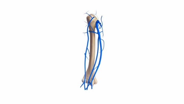 Sistema de venas Humerus — Vídeo de stock