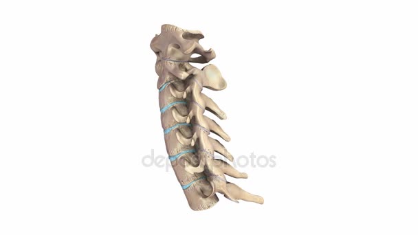 Estrutura óssea da coluna cervical — Vídeo de Stock