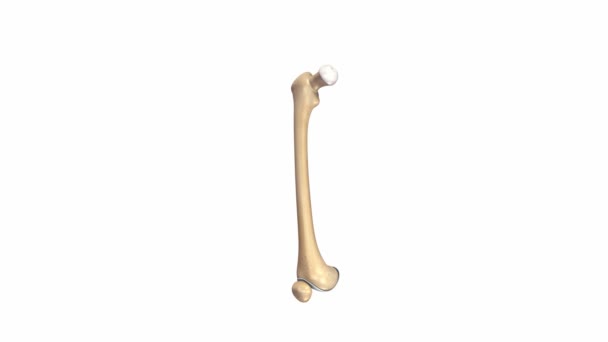 Estructura ósea de fémur — Vídeo de stock