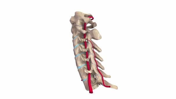 頸椎動脈システム — ストック動画