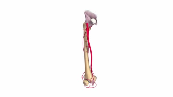 Dijbeen ligamenten en slagaders — Stockvideo