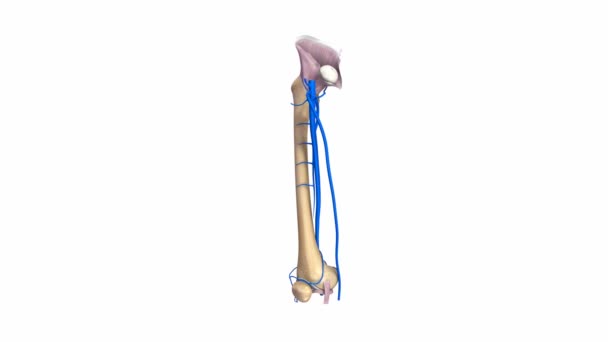 大腿骨靭帯と静脈 — ストック動画