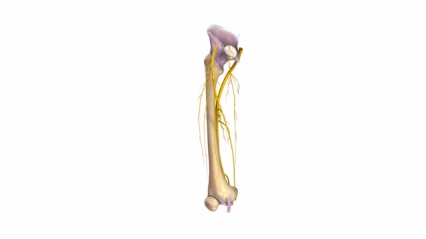 Ligamentos y nervios del fémur — Vídeos de Stock