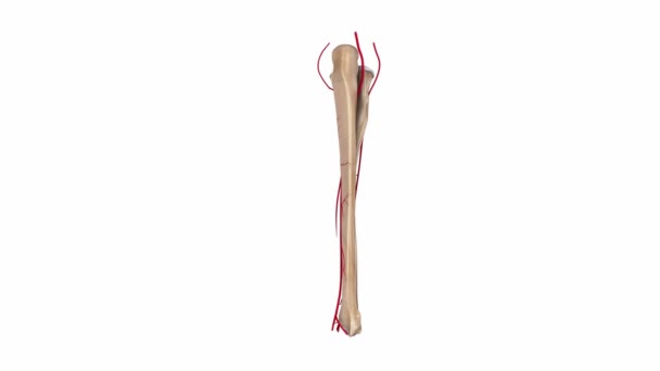 Radius and Ulna Arteries system — Stock Video