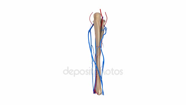 Sistema de Arterias y Venas de Radio y Ulna — Vídeo de stock