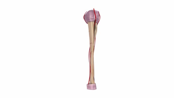 RADIUS en Ulna ligamenten en slagaders — Stockvideo