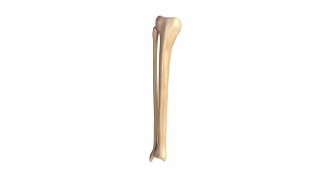 Tibia e Fibula struttura ossea — Video Stock