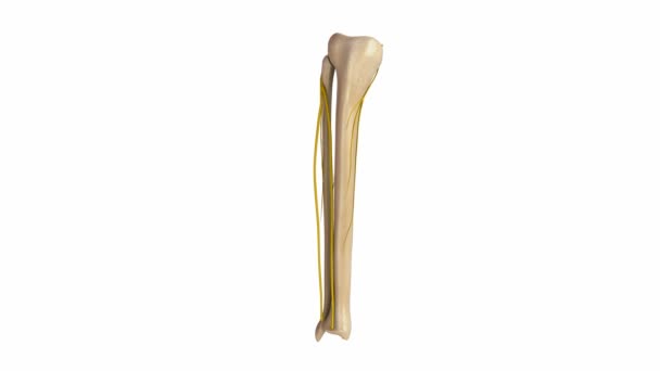 Tibia och Fibula nerver system — Stockvideo